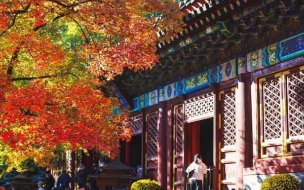 米牛配资 香山公园进入红叶最佳观赏期 推荐五处最佳观赏点位